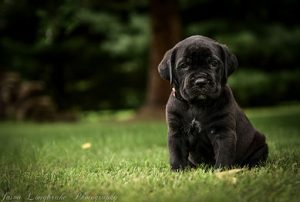 Puppy Starter Consultation