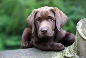 Puppy Board & Train